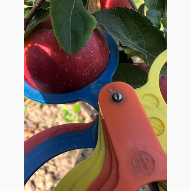 Фото 8. Продам яблука з власного саду