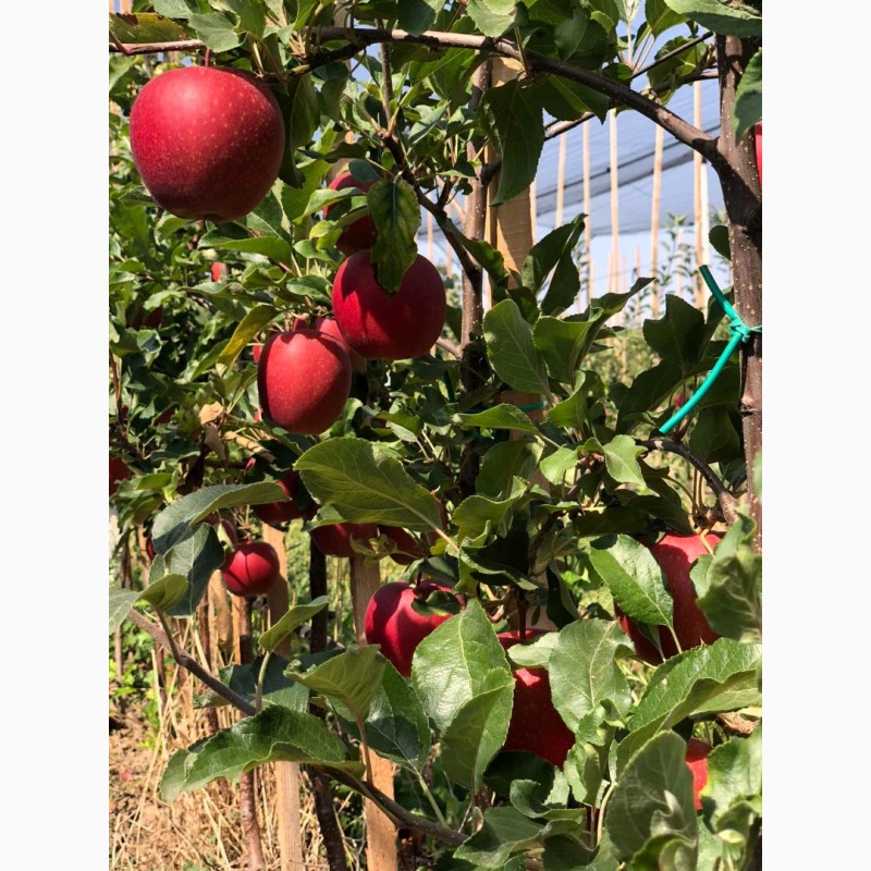 Фото 9. Продам яблука з власного саду