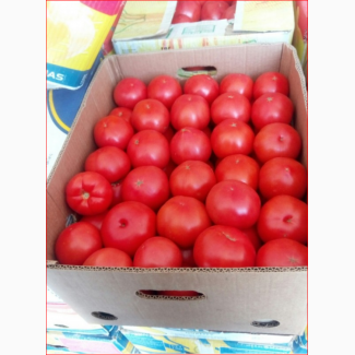Продаём высокорослый помидор