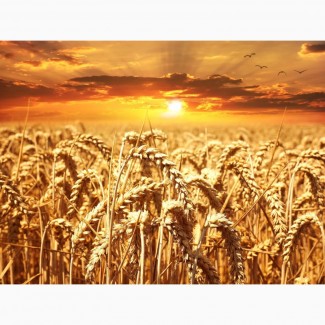 Закуповуємо Пшеницю фуражну основі на умовах CPT/FCA