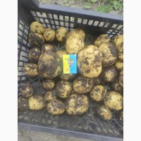 Продам молодой картофель
