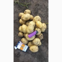 Продам картоплю Рівʼєра