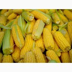 Продам семена подсолнечника, кукурузы и суданской травы