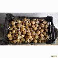 Продам семенную картошку с ростками,сорт Ривьера