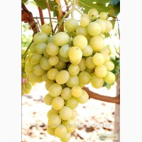 Продаем виноград сортов: Лидия, Аркадия, София, Лора