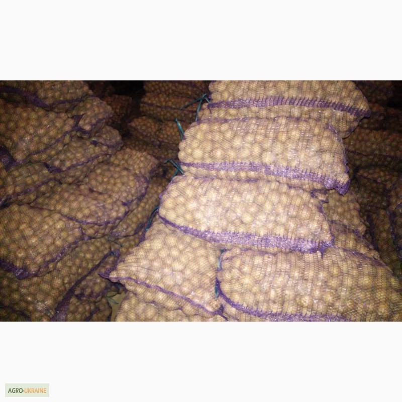 Фото 2. Продам картофель семенной ультраранний Ривьера фракция 3-4, и 4--5 см/ 2-я репродукция