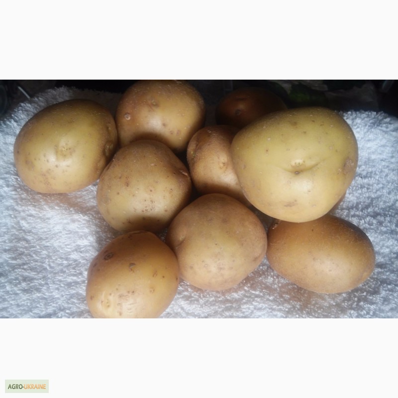 Фото 4. Продам картофель семенной ультраранний Ривьера фракция 3-4, и 4--5 см/ 2-я репродукция