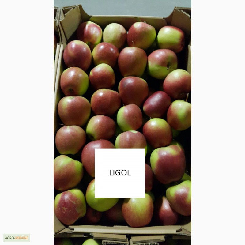 Фото 18. Продам яблука оптом з РГС. Великий вибір сортів, калібрів, пакування. Від 20 тон