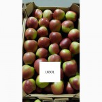 Продам яблука оптом з РГС. Великий вибір сортів, калібрів, пакування. Від 20 тон