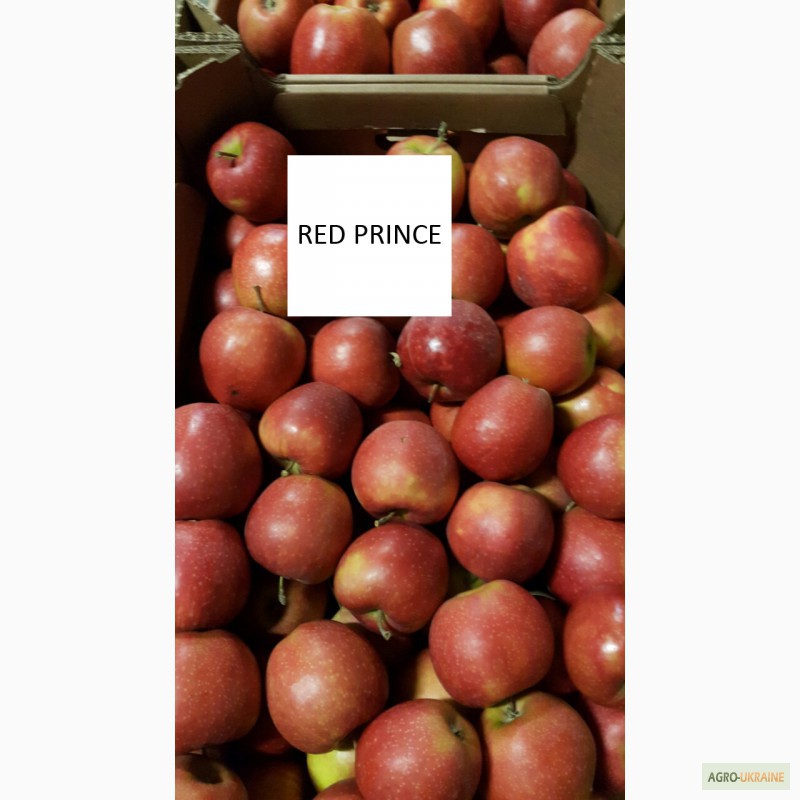 Фото 20. Продам яблука оптом з РГС. Великий вибір сортів, калібрів, пакування. Від 20 тон