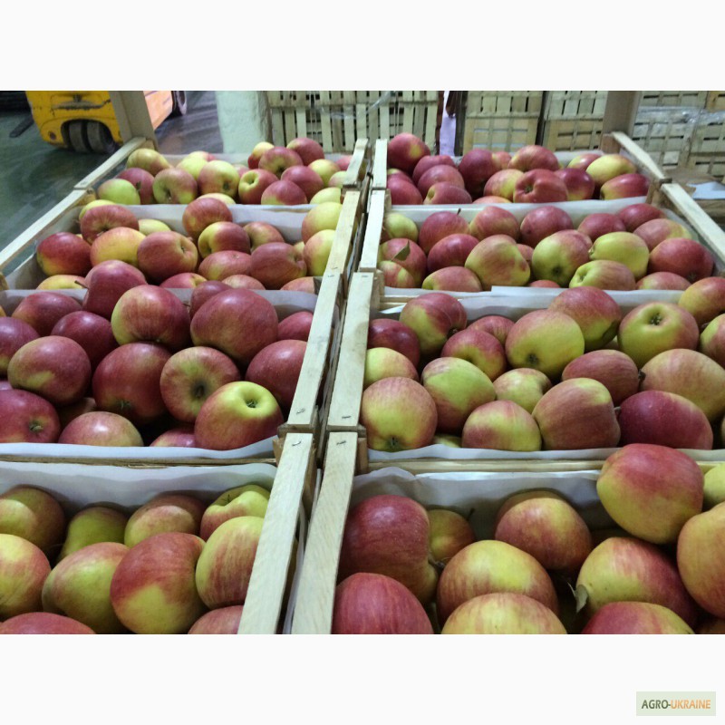 Фото 5. Продам яблука оптом з РГС. Великий вибір сортів, калібрів, пакування. Від 20 тон