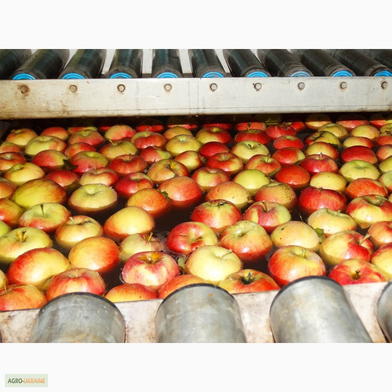 Фото 7. Продам яблука оптом з РГС. Великий вибір сортів, калібрів, пакування. Від 20 тон