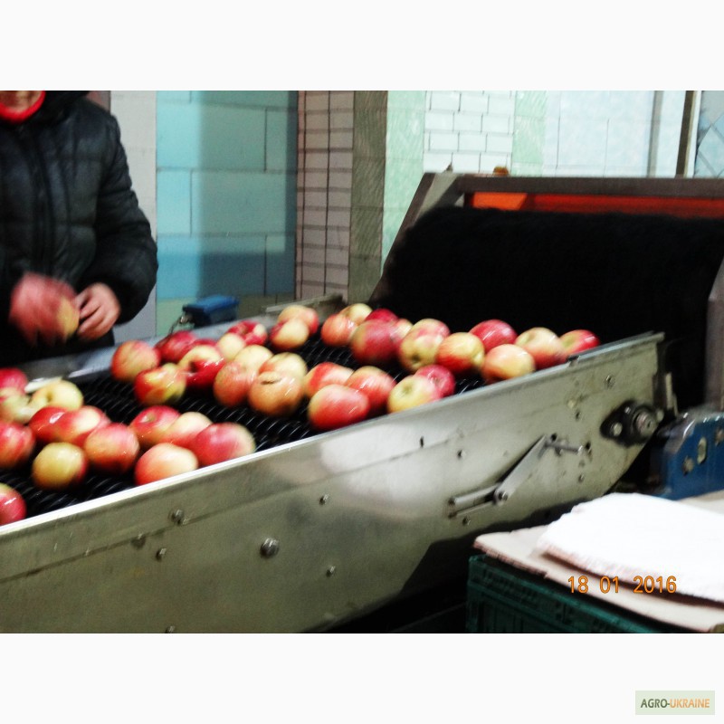 Фото 8. Продам яблука оптом з РГС. Великий вибір сортів, калібрів, пакування. Від 20 тон