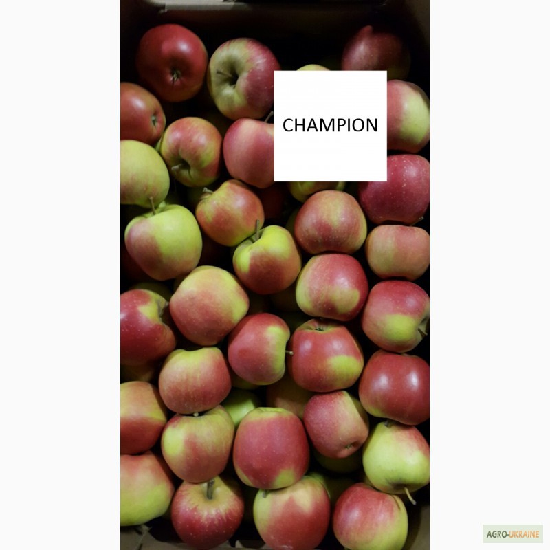 Фото 12. Продам яблука оптом з РГС. Великий вибір сортів, калібрів, пакування. Від 20 тон