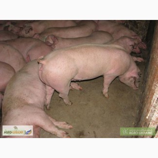 Продам свиней сальної і м ясної породи
