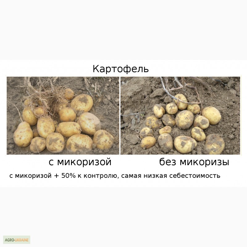Фото 8. АМ-грибы, микориза, удобрение, 11, 3 г (1 га)