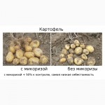 АМ-грибы, микориза, удобрение, 11, 3 г (1 га)
