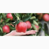 Продам яблука врожай 2022. Виробничій обем. Вінницький район