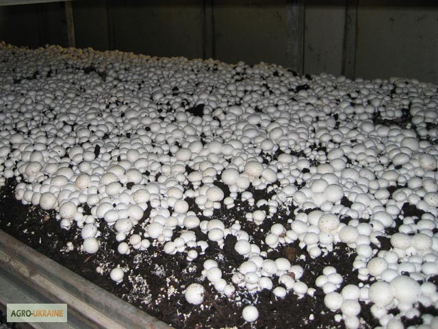 Фото 4. Семена шампиньонов - мицелий шампиньона от надежного производителя, очень сильный