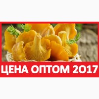 ᐉ 2017 Грибы СВЕЖИЕ ЛИСИЧКИ Цена за КГ! Купить Лисички Солёные Оптом! Фото Гриб Москва СПБ