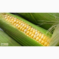 Посівний матеріал гібриду кукурудзи ГРАН 6(ФАО 300)