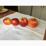 Яблоки Джонаголд оптом недорого диаметр 8