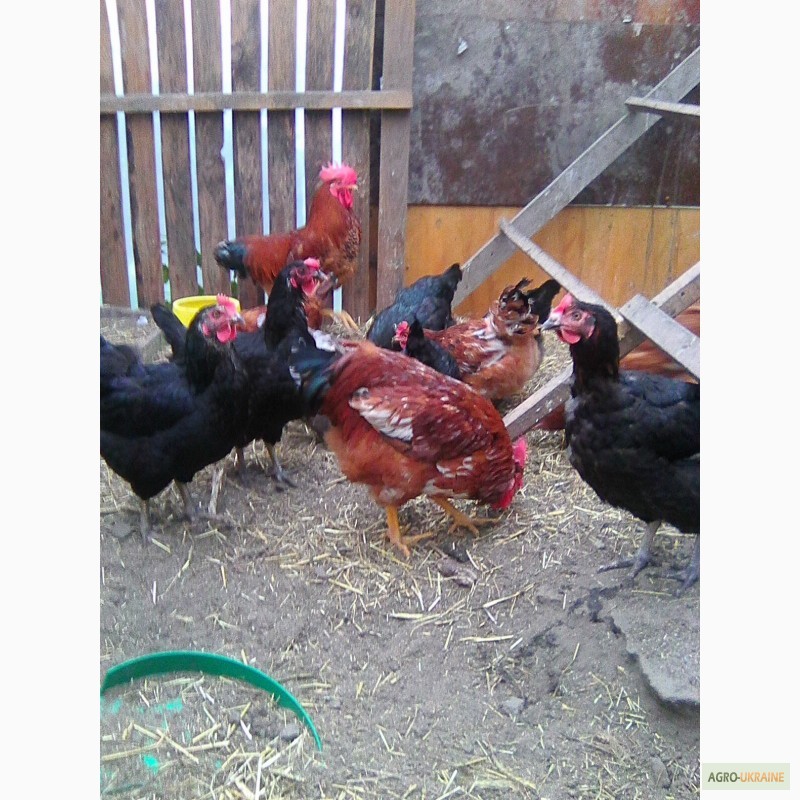 Фото 5. Продам цыплят испанки голошейки подрошенной