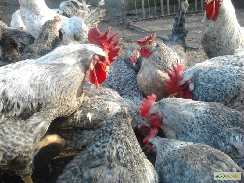 Подрощеные цыплята разных пород 1 месяц