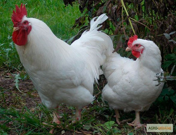 Фото 3. Подрощеные цыплята разных пород 1 месяц