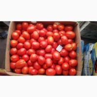 Продам помідор чіблі, ріо гранд, багіра, хайпіл
