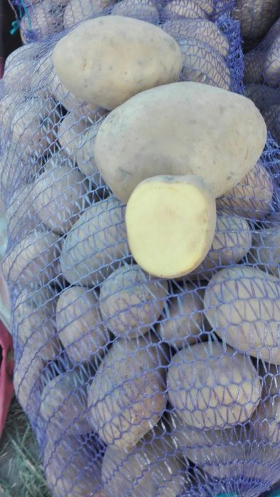 Фото 2. Продам товарну картоплю сортів “Вінета“ та “Ароза“