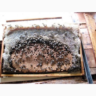 Плідні бджоломатки Степной Украинской Породи