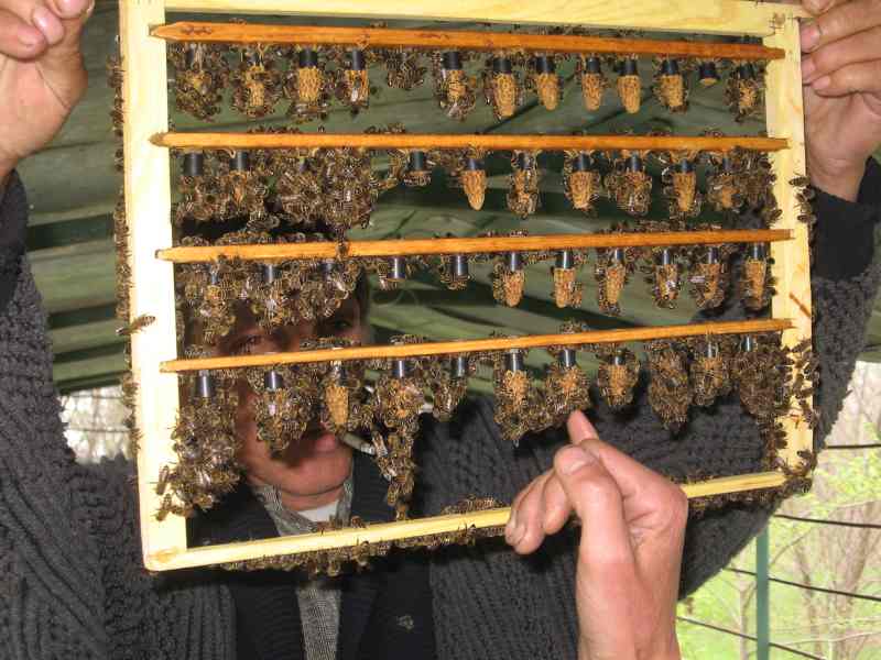 Фото 2. Плідні бджоломатки Степной Украинской Породи