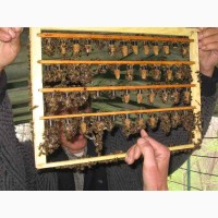 Плідні бджоломатки Степной Украинской Породи