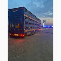 Послуги з перевезення худоби ( Услуги скотовоза ) Турція, Грузія, Узбекистан