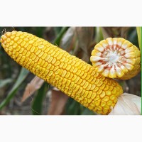 Семена кукурузы Оржиця 237 МВ ФАО 240 высокая влагоотдача урожая 2019