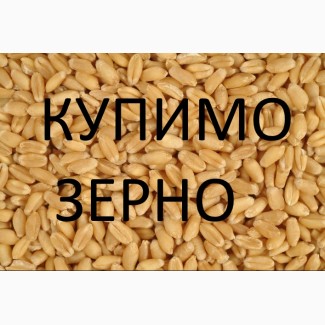 Закуповлюєм пшеницю 2кл-3клас відповідно до Держстандарту