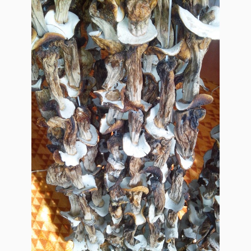 Фото 2. Продам грибы старые сушаные белые 700 грн за кг есть 4 кг (также есть не белые)