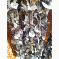 Продам грибы старые сушаные белые 700 грн за кг есть 4 кг (также есть не белые)