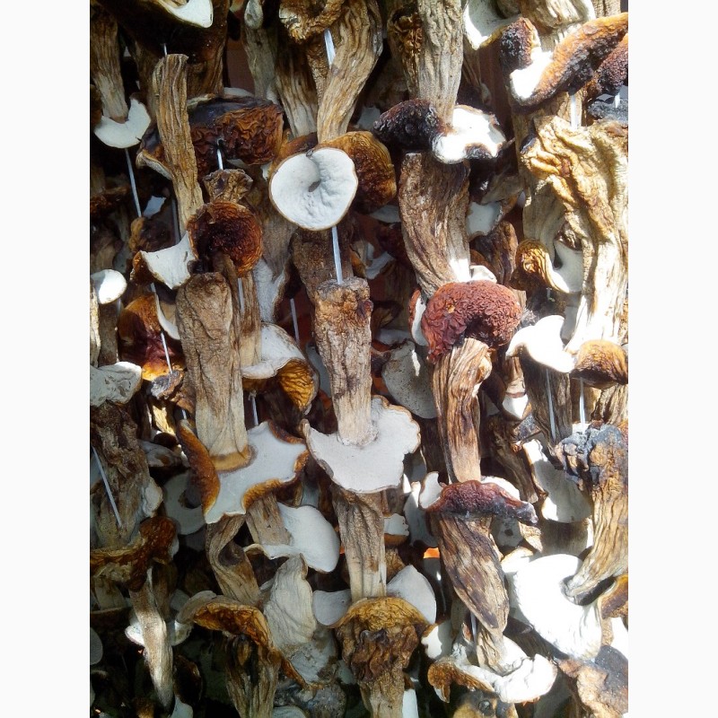Фото 3. Продам грибы старые сушаные белые 700 грн за кг есть 4 кг (также есть не белые)