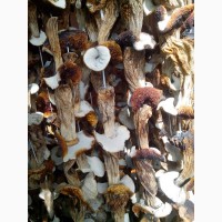 Продам грибы старые сушаные белые 700 грн за кг есть 4 кг (также есть не белые)
