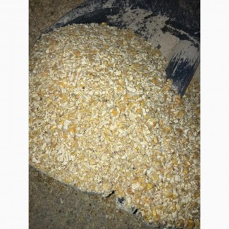 Закупаем кукурузу неклассную с повышенной зерновой