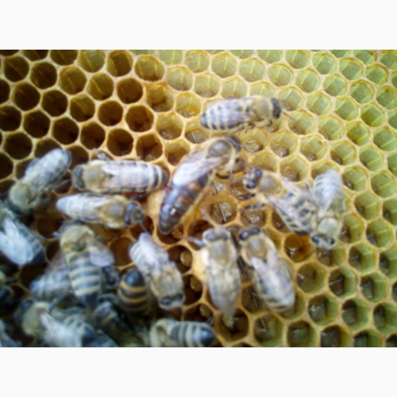 Фото 7. Продам бджолопакети або бджолосімї Карпатка