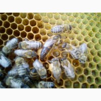Продам бджолопакети або бджолосімї Карпатка