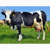 Продаж та обмін дойних корів