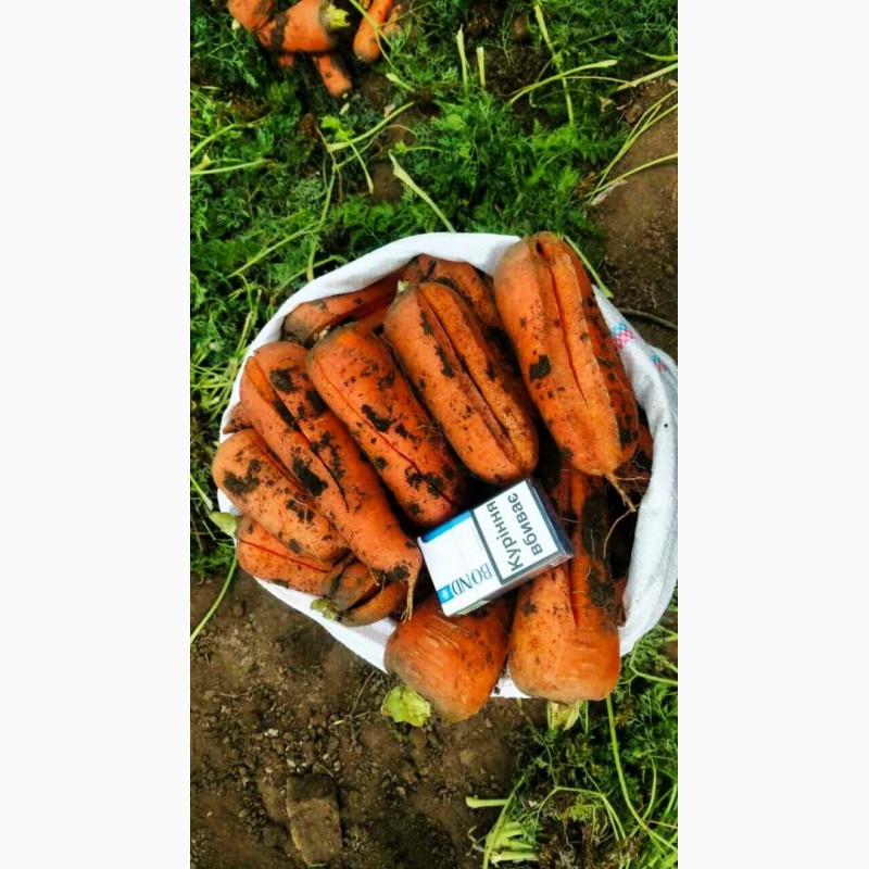 Фото 2. Продам морковку (некондиция)