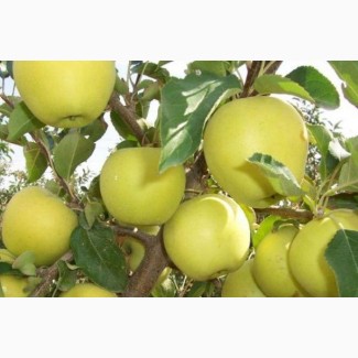 Продам яблоко Голден 7+ оптом Сбор 2018г
