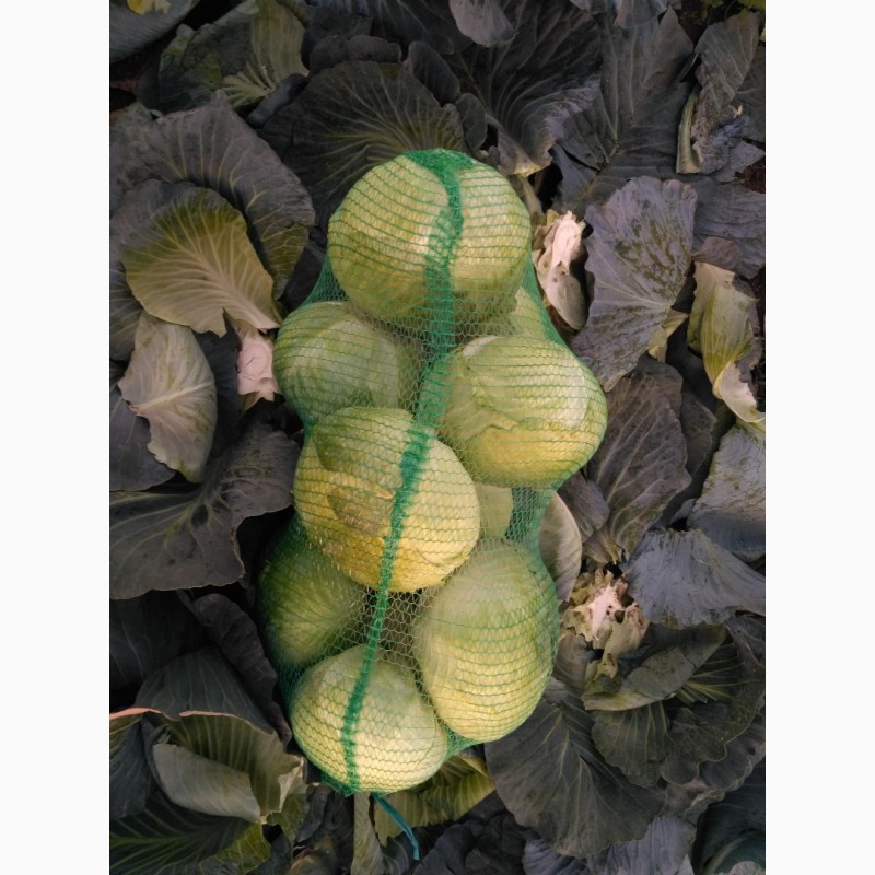 Фото 4. Продам капусту белокочанную, сорт Агрессор