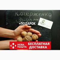 Семена грецкий орех сорт Кочерженко(10 штук калибр 30-40 мм) саженцы, насіння