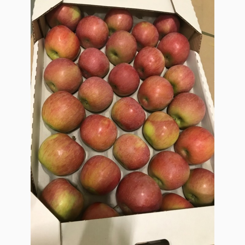Фото 3. Продам яблуко 4 сортів: Голден, Ред Чіф, Фуджі, Грені Сміт